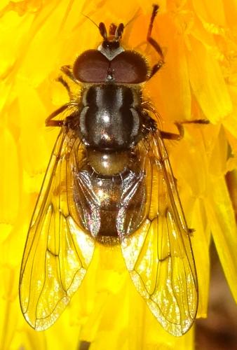 Réf. 355 001 : Ferdinandea cuprea